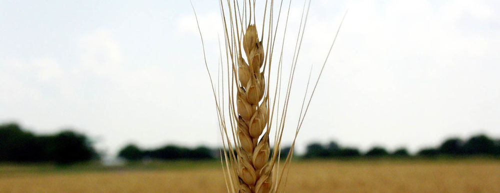 Certified Organic Wheat Flours, Grain, Bran & Semolina