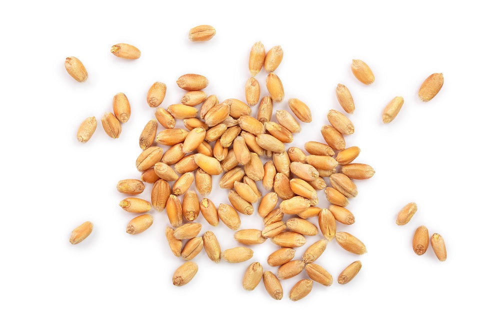 Buy Whole Wheat Grain