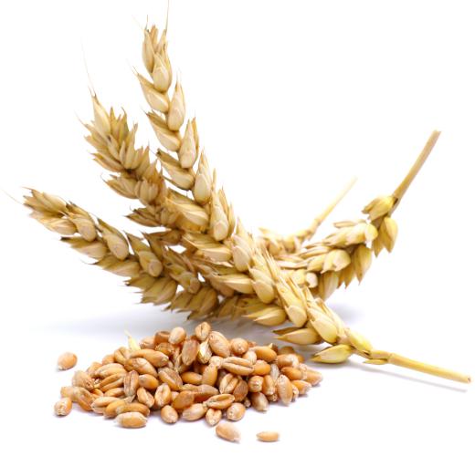 Certified Organic Wheat Flours, Grain, Bran & Semolina
