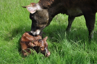 Bella, our Jersey cow with her new born calf Flori