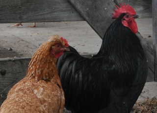 Stock Food - Whole Chook Barley