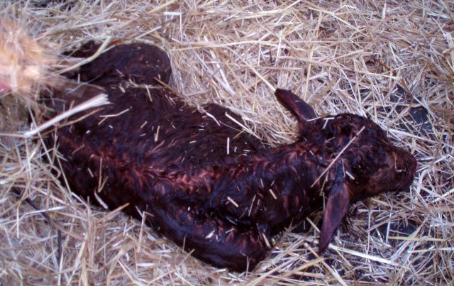 new born calf