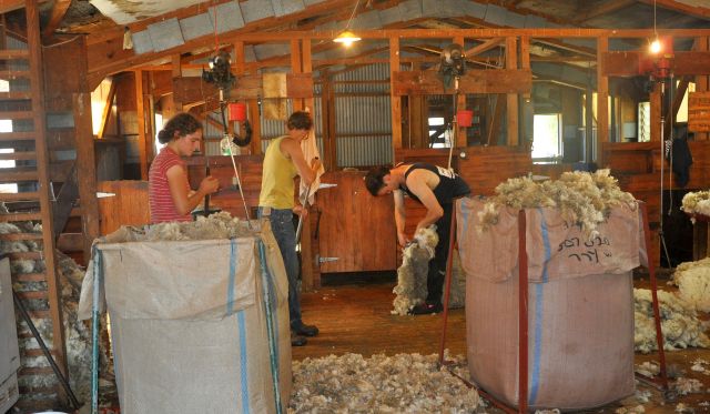 shearing shed