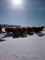our cows in the snow