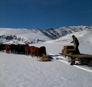 feeding out in the snow