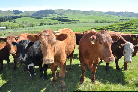 cows