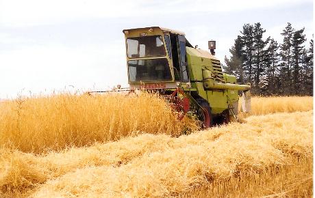 harvest