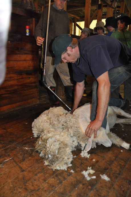 lamb shearing