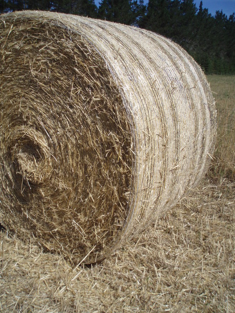 Big round straw bales for mulching or animal bedding