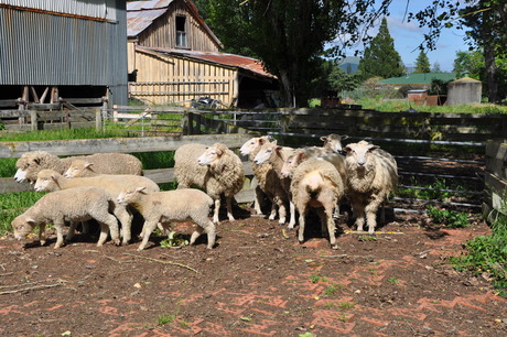 sheep yard