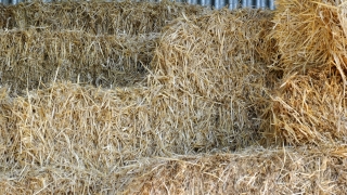 Medium square straw bales for mulching or animal bedding